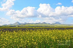 Sutter Buttes, Yuiba City